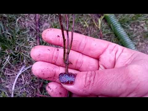 Видео: Саженец розы из магазина Светофор,сплошное надувательство 😬