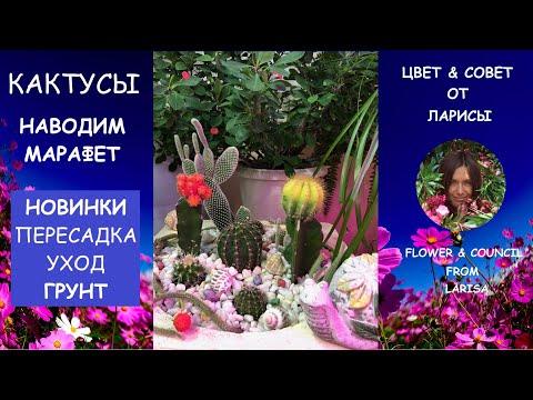 Видео: КАКТУСЫ ДЕЛАЕМ КРАСИВУЮ КОМПОЗИЦИЮ