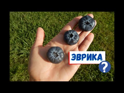 Видео: Голубика Эврика