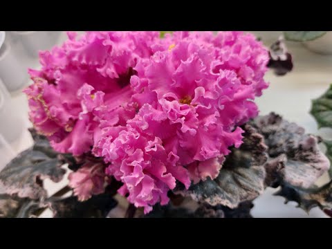 Видео: Выставка фиалок(МФ) в январе 2024г.#фиалки#выставка#домфиалки#