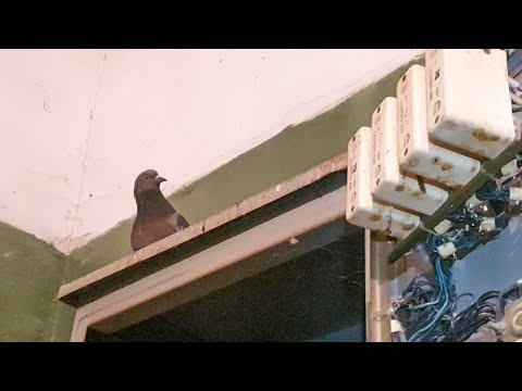 Видео: Ремонт старого грузового лифта