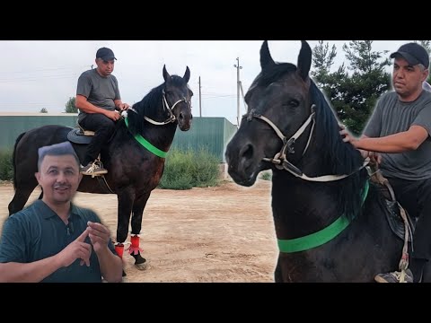 Видео: МАНА СИЗГА УЛОГИ 100% КАФОЛАТИ БИЛАН КОРАБАЙИР ОТ..ULUGBEKDA QORABAYIR OT..#horse #otbozor #otlar
