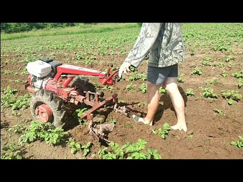 Видео: ✅Окучивание мотоблоком мтз беларус 09Н двухрядным окучником
