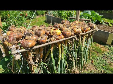 Видео: Почему гниет красный лук и как его правильно хранить?