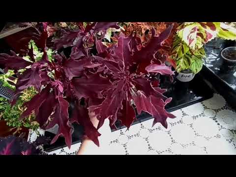 Видео: Обзор колеусов- новинки . Часть №1 - первые 20 сортов.