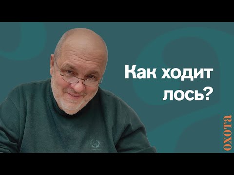 Видео: Как ходит лось? Валерий Кузенков о лосиных тропах.