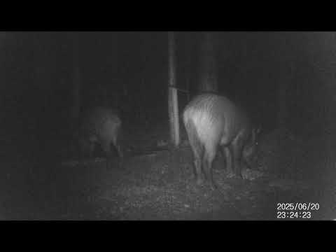 Видео: Кабаны на кормушке