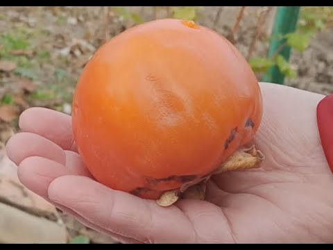 Видео: Впервые в YouTube: пробуем хурму "Память Черняева" и убираем урожай.