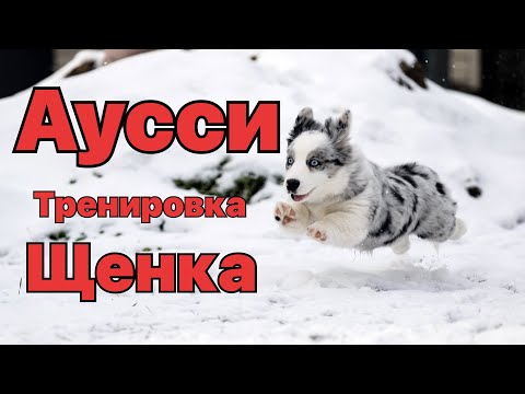 Видео: Оооочень крутая тренировка получилась с Абоки) щенок Аусси