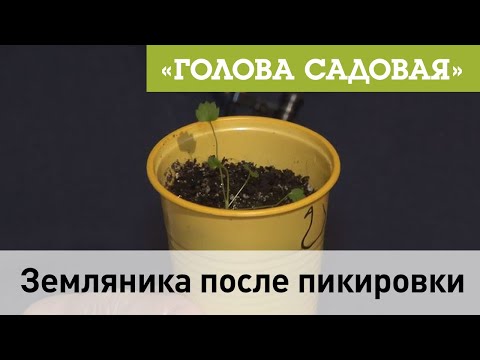 Видео: Голова садовая - Земляника после пикировки