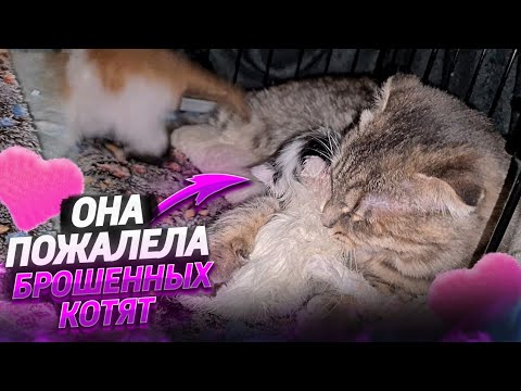 Видео: Цаца стала мамой для брошенных котят😱.Ищем Хасю.У нас прибавление на очень милого щенка-собакена.