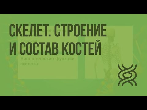 Видео: Скелет. Строение и состав костей. Видеоурок по биологии 8 класс