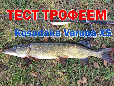 Видео: Первый тест Kosadaka Varuna 160 SP и Трофейная Щука! Крупные воблеры на щуку 2023