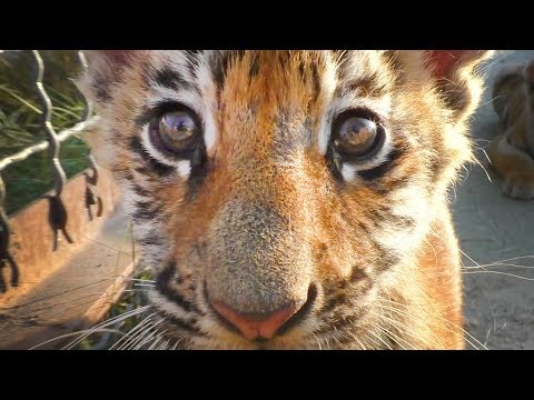 Видео: Как сорока Фросиных тигрят дразнила. Тайган | Magpie teases tiger cubs. Taigan
