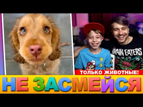 Видео: СМЕХ НА КАРАНТИНЕ! СМЕШНЫЕ ЖИВОТНЫЕ | НЕ ЗАСМЕЙСЯ ЧЕЛЛЕНДЖ | Мамина подборка #25