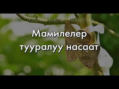 Видео: Мамилелер тууралуу насаат