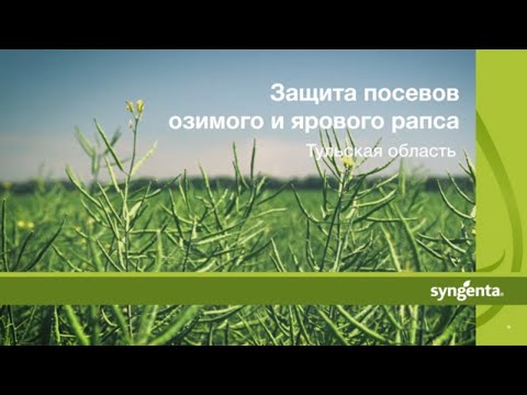 Видео: Защита посевов озимого и ярового рапса. Часть 1. Тульская область