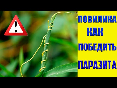 Видео: Повилика! Растение паразит. Что это? Как бороться и победить.