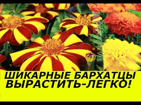 Видео: БЕЗУМНО ШИКАРНЫЕ БАРХАТЦЫ ПОСАЖЕННЫЕ ПРОСТЫМ СПОСОБОМ БЕЗ ПИКИРОВКИ ! СУПЕР СПОСОБ !