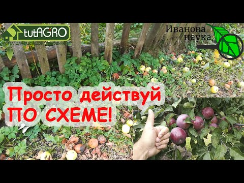 Видео: ЭФФЕКТИВНОЕ ОБЕЗЗАРАЖИВАНИЕ ПОЧВЫ ПОД ДЕРЕВЬЯМИ и КУСТАМИ. Спасительный эликсир, доступный всем!