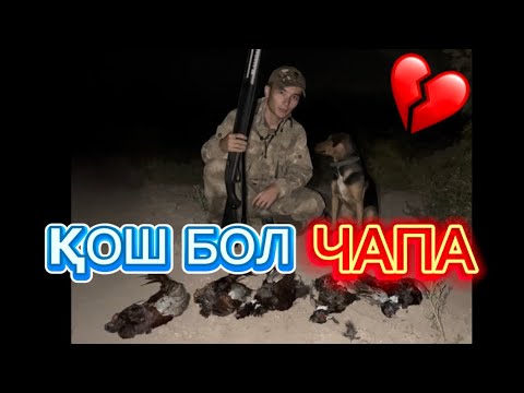 Видео: Қош бол ЧАПА😔 ЕСТЕЛІКТЕР😍 ЧАПАның соңғы видеосы💔 @azamatgs #казахстан #охота