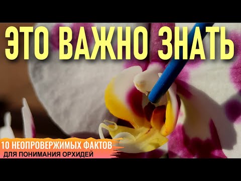 Видео: 10 НЕОСПОРИМЫХ ФАКТОВ, КОТОРЫЕ ПОМОГУТ ВАМ ЛУЧШЕ ПОНЯТЬ ОРХИДЕИ! ЭТО ВАЖНО ЗНАТЬ КАЖДОМУ НОВИЧКУ!