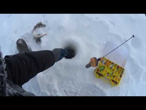 Видео: окуни за 2 часа. Намский улус. 11.12.2021.