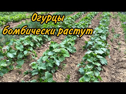 Видео: Огурцы в открытом грунте. Советы по уходу. Июнь 2020