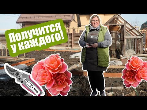 Видео: Обрезка роз весной. Правила и сроки весенней обрезки роз