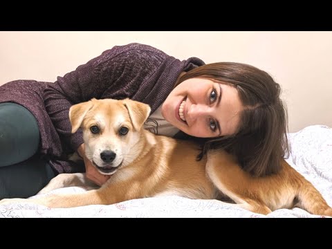 Видео: Взяли щенка из приюта | Как завести собаку в США? Наша подробная история