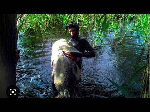 Видео: ПОДВОДНАЯ ОХОТА! САМАЯ БОЛЬШАЯ РЫБА СОМ!