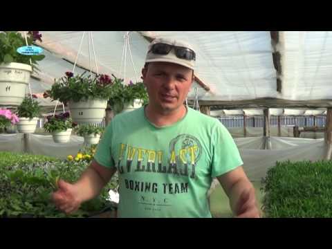 Видео: ПОВЕЛИКА-СОРНЯК-ПАРАЗИТ! КАК БОРОТЬСЯ С ЭТИМ КАРАНТИННЫМ РАСТЕНИЕМ.