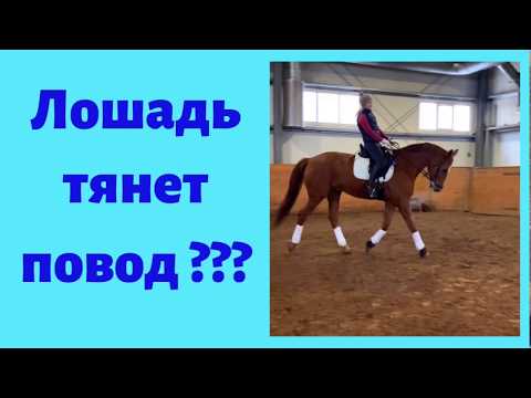 Видео: ЛОШАДЬ ТЯНЕТ ПОВОД??? ЧТО ДЕЛАТЬ???