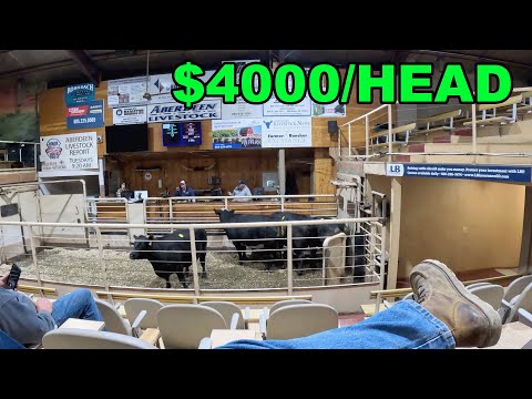 Видео: Рынок крупного рогатого скота — это просто безумие!!