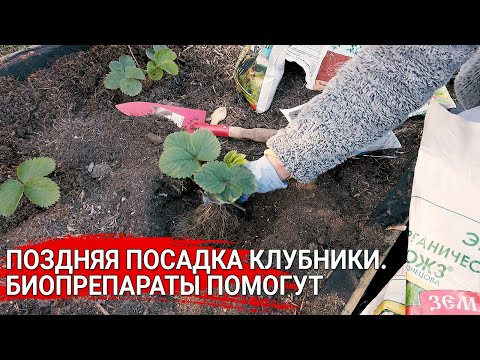 Видео: Поздняя посадка клубники. Биопрепараты помогут