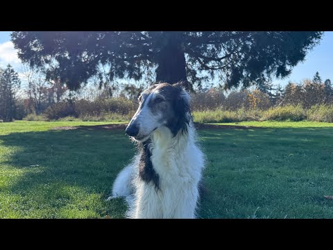 Видео: плохой влог: домашнее видео