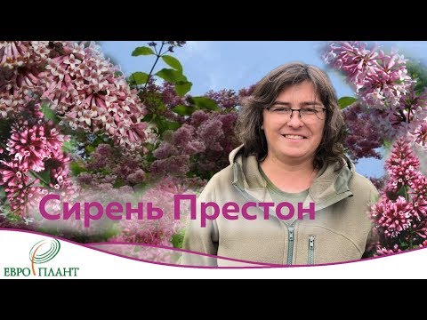 Видео: Сирень Престон, удивительная и прекрасная.