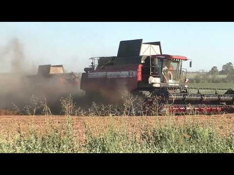Видео: ОАО Колядичи: Гороховая Жатва в Полном Ходу! 🌾💪