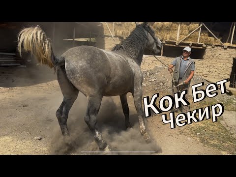 Видео: Кок Бет Чекир сатылды