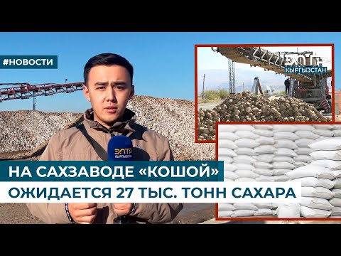 Видео: НА САХЗАВОДЕ «КОШОЙ» ОЖИДАЕТСЯ 27 ТЫС. ТОНН САХАРА