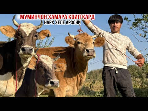 Видео: МОЛХОИ АРЗОН АЗ МУМИНЧОН ДЕР НАМОНЕД 6 октября 2025 г.
