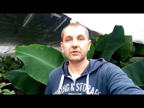 Видео: Выращиваем банан в квартире, пару советов. Инжир, третий урожай.