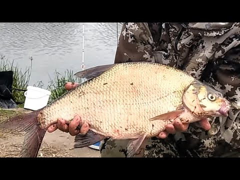 Видео: ТРОФЕЙНЫЙ ЛЕЩ!ОН ПРОСТО ОГРОМНЫЙ! РЫБАЛКА НА ФИДЕР / ЛОВЛЯ ЛЕЩА НА ОПАРЫША / ПОКЛЕВКИ КРУПНЫМ ПЛАНОМ