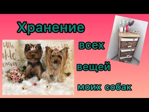 Видео: ХРАНЕНИЕ ВСЕХ ВЕЩЕЙ МОИХ СОБАК | РУМТУР