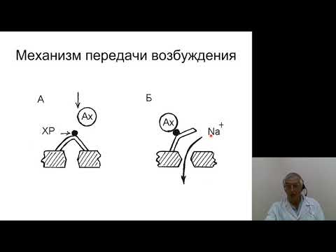 Видео: Нормальная физиология 3.Возбуждение и торможение в ЦНС