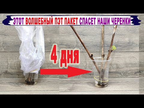 Видео: 🍇 Как РЕАНИМИРОВАТЬ ЧЕРЕНКИ ВИНОГРАДА после ОШИБКИ.  Почти НЕТ КОРНЕЙ и НЕТ ПОБЕГОВ. Что делать?