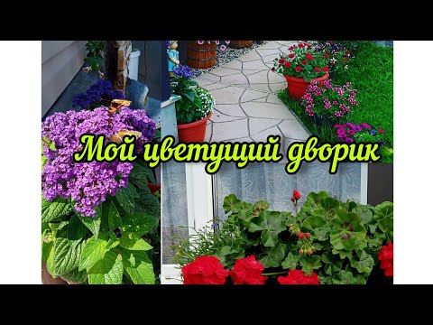 Видео: Мой цветущий дворик. Обзор цветника в июле.🌺☀️🌼#садвцветах#цветы#flowers#garden#сад