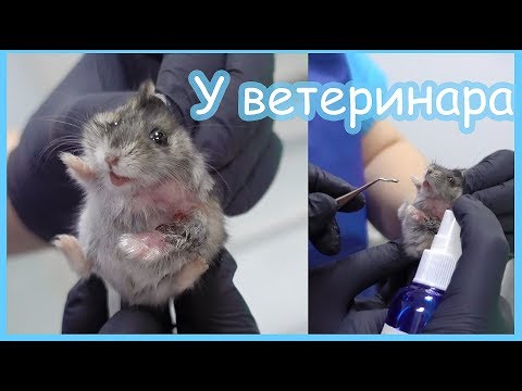 Видео: У хомяка сломана лапа. Рентген джунгарику. Бездомные котята