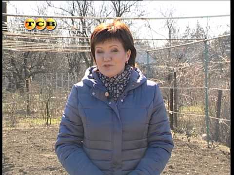 Видео: 6 соток - Горох