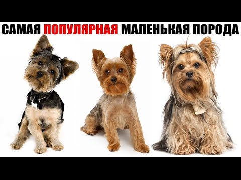 Видео: Йоркширский терьер - большая отвага в маленьком теле.